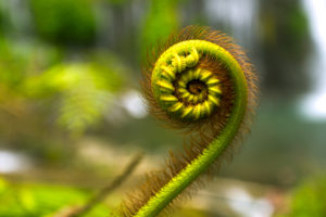 Green plant rolled within itself