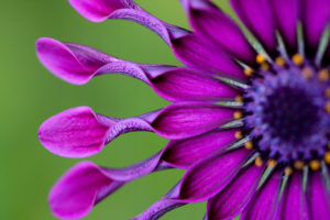Close up of purple petals on a flower