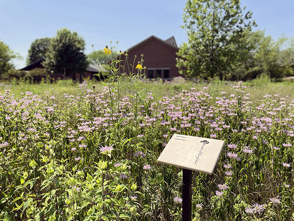 A sign identifies the stiff goldenrod growing along the prairie path at AMBS. (Credit: Rachel Fonseca)